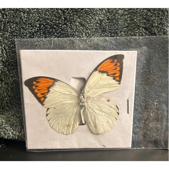 Vintage Pair of Butterfly Specimen for Projects, Art , Framing - Picture 2 of 7